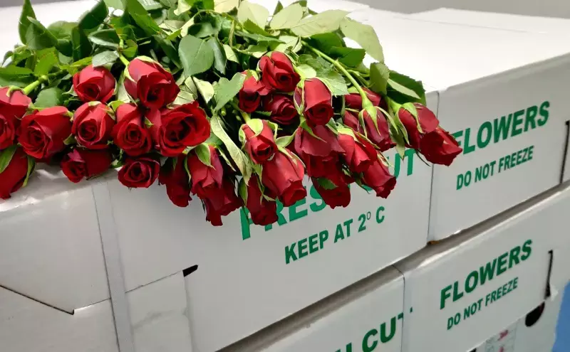 BLR Airport ships 2,700 tonnes roses worldwide this Valentine’s season
