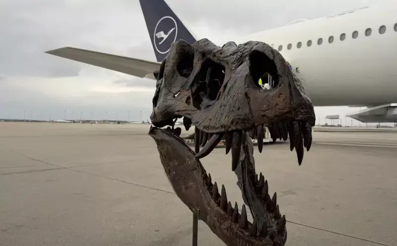 Lufthansa Cargo transports T-Rex skeletons from Munich to Beijing