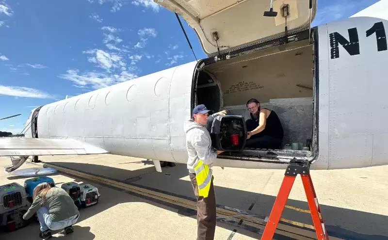 Air Charter Service flies 208 rescue pets to new homes in US