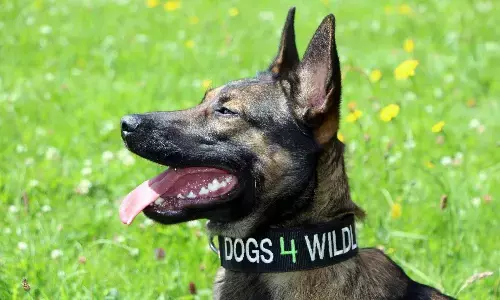 Emirates SkyCargo joins Dogs 4 Wildlife to support anti-poaching Emirates SkyCargo joins Dogs 4 Wildlife to support anti-poaching