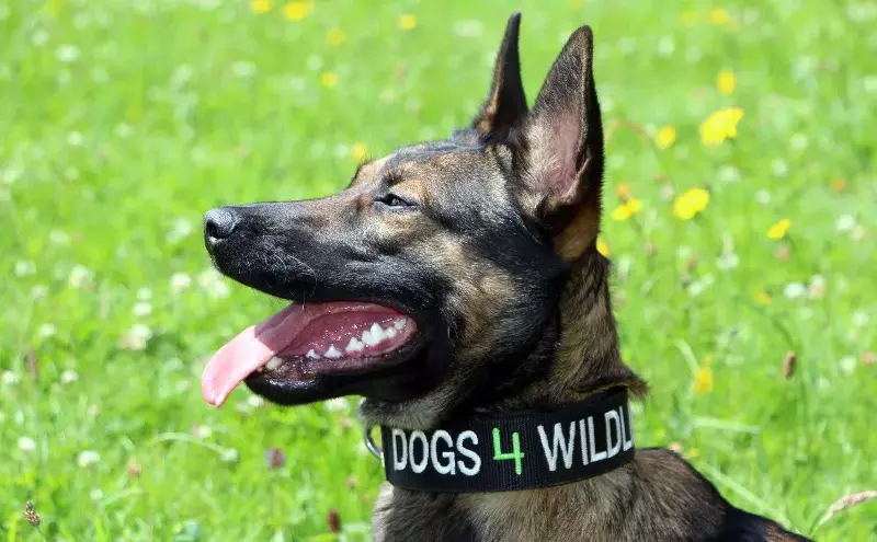Emirates SkyCargo joins Dogs 4 Wildlife to support anti-poaching Emirates SkyCargo joins Dogs 4 Wildlife to support anti-poaching
