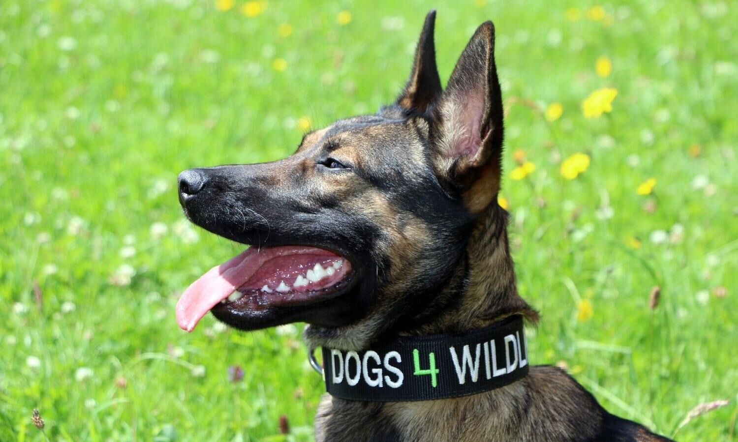 Emirates SkyCargo joins Dogs 4 Wildlife to support anti-poaching