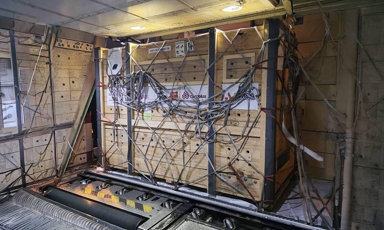 Cargolux transports six Asian bears to new home in Denmark