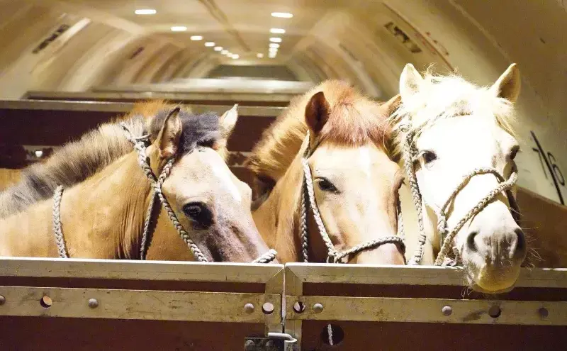 Chapman Freeborn completes 121-horse charter to Vietnam