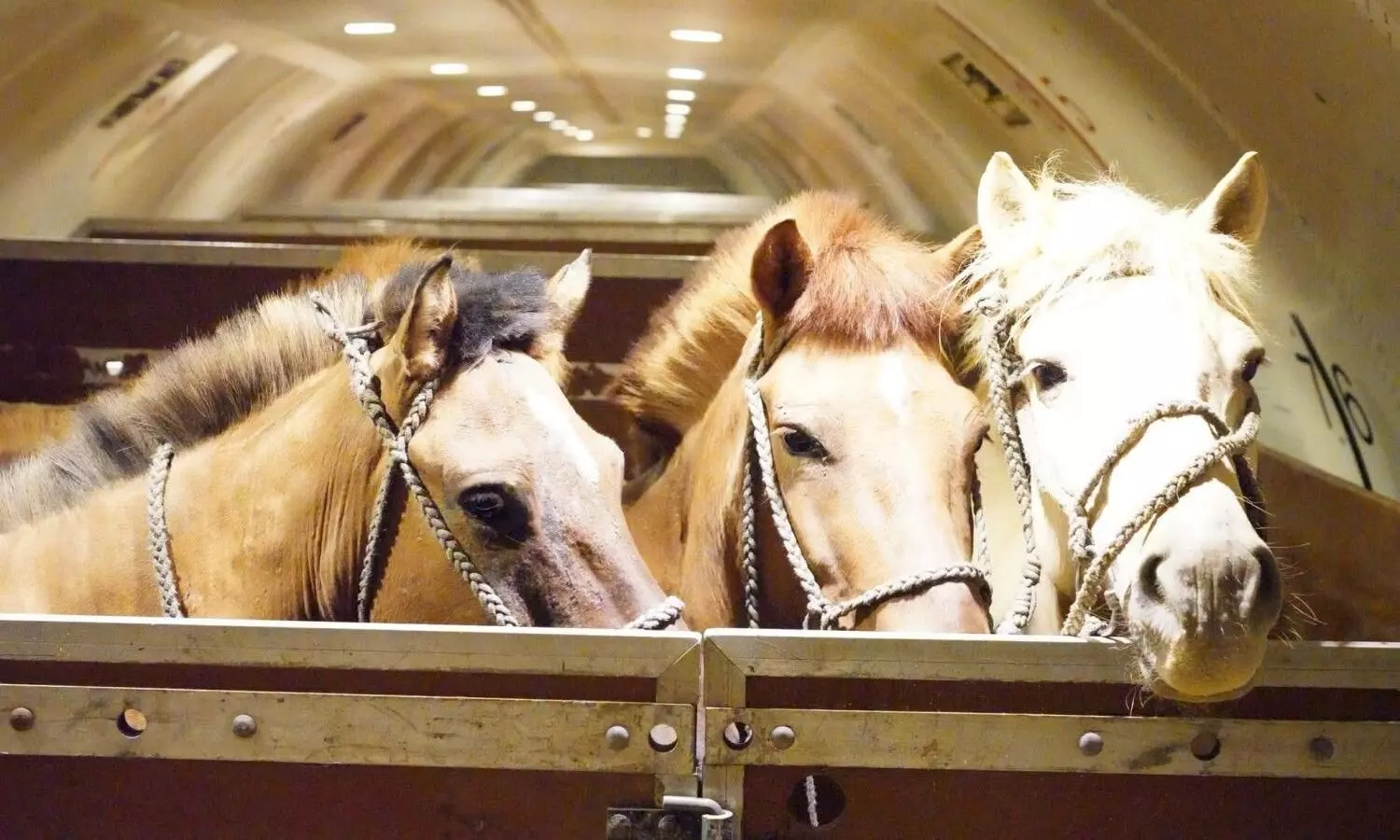 Chapman Freeborn completes 121-horse charter to Vietnam Chapman Freeborn completes 121-horse charter to Vietnam