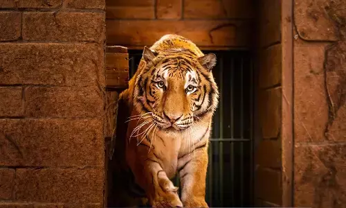 Rescued tiger airlifted to South African sanctuary Rescued tiger airlifted to South African sanctuary