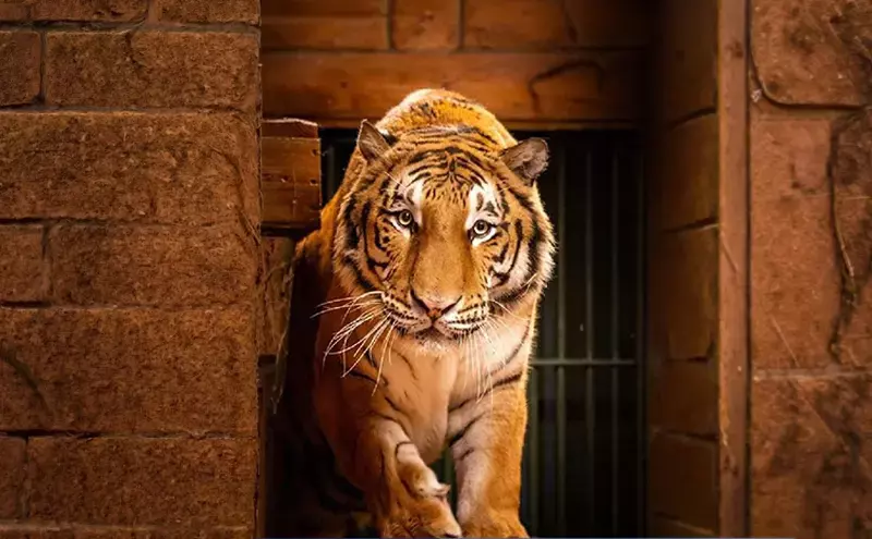 Rescued tiger airlifted to South African sanctuary