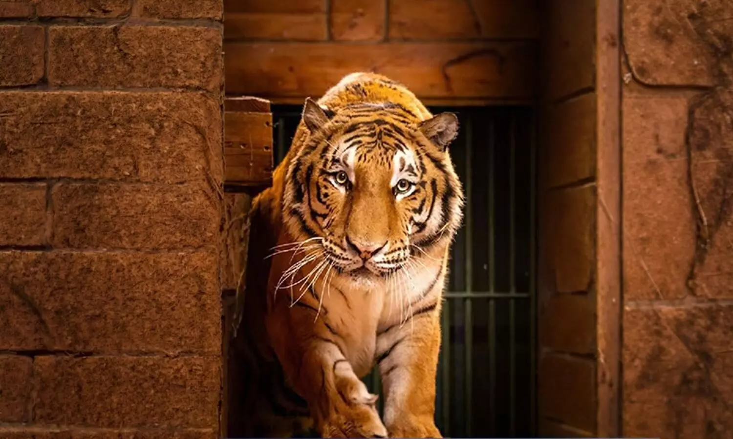 Rescued tiger airlifted to South African sanctuary Rescued tiger airlifted to South African sanctuary