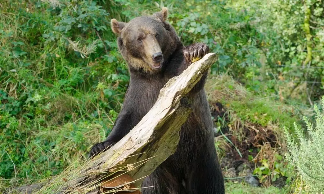 Etihad Cargo transports two rescued bears from Russia to Ireland Etihad Cargo transports two rescued bears from Russia to Ireland