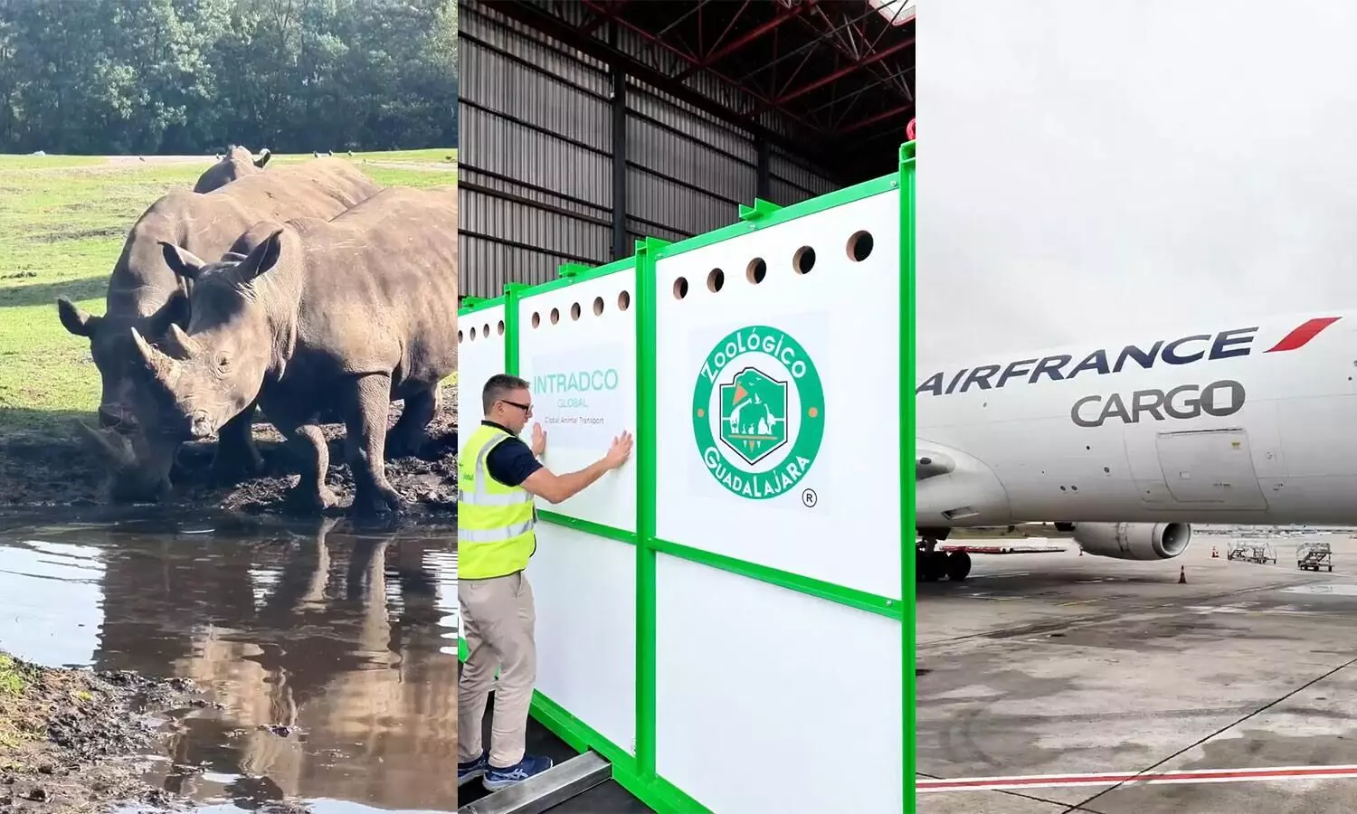 KLM flies four white rhinos to Mexico KLM flies four white rhinos to Mexico
