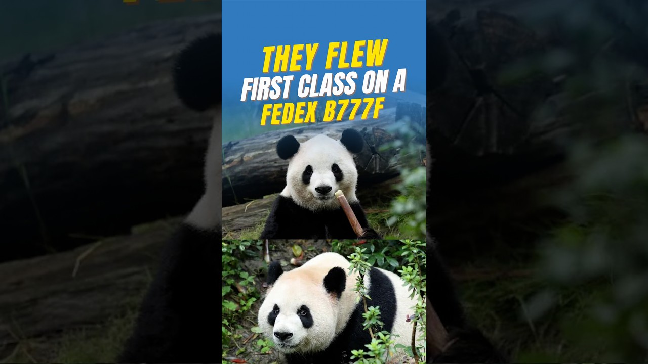 FedEx’s Panda Express: 13,000km journey brings two giant pandas to Atlanta