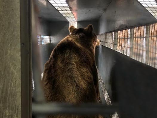 Fausto, the father of many of the bears travelling, soaks up all the attention. Air Cargo