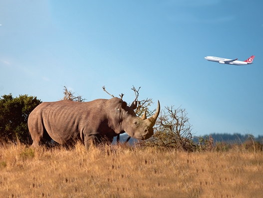 Turkish Cargo carries five endangered white rhinos to Shanghai