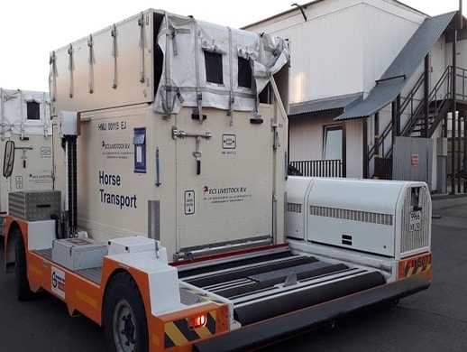 AirBridgeCargo Airlines flies 9 racehorses to Amsterdam AirBridgeCargo Airlines flies 9 racehorses to Amsterdam