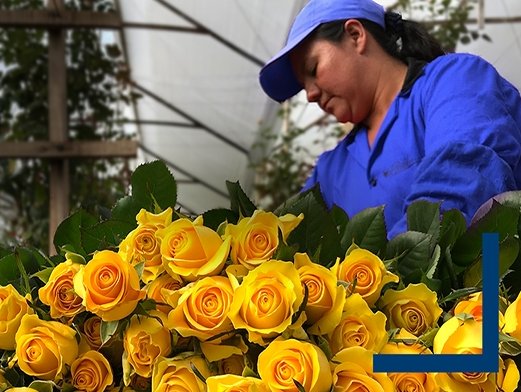 AFKLMP Cargo gains FlowerWatch certification for its Bogota fresh flower station