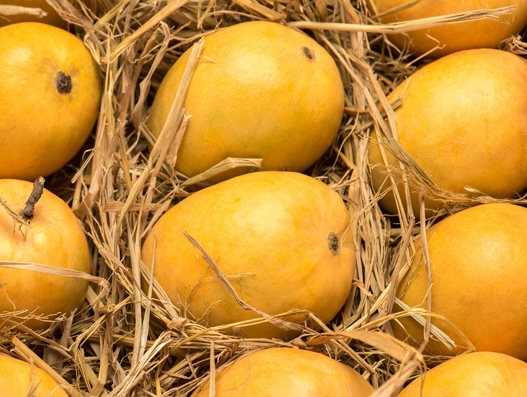 Emirates lifts record volumes of mangoes and perishables from Mumbai, India Emirates lifts record volumes of mangoes and perishables from Mumbai, India