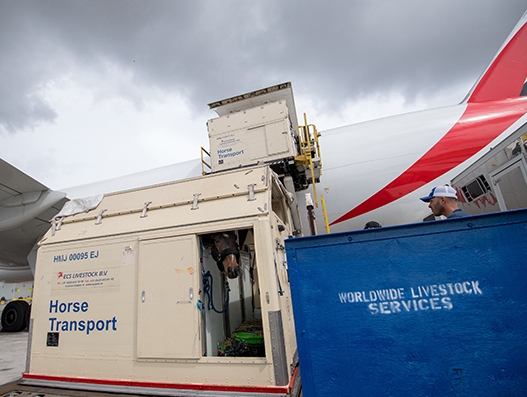 Emirates SkyCargo flies racehorses to Dubai and across the globe