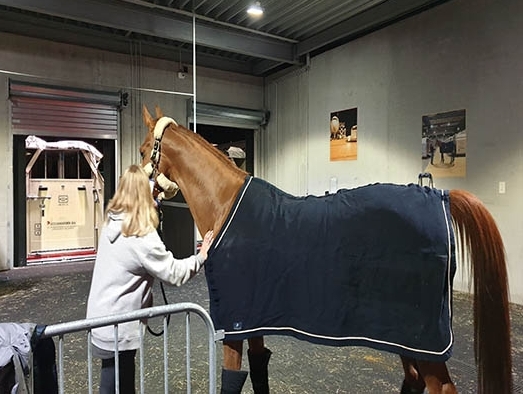 91 horses heading to Shanghai get to experience Emirates Equine