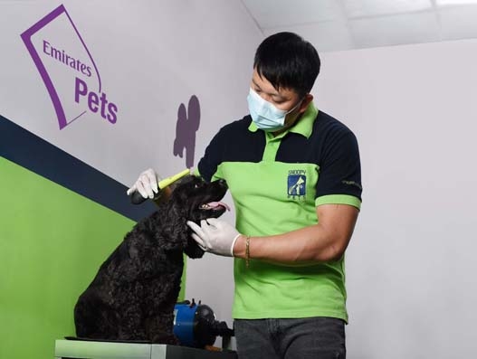 Emirates SkyCargo launches new product to transport pets, Emirates Pets Emirates SkyCargo launches new product to transport pets, Emirates Pets