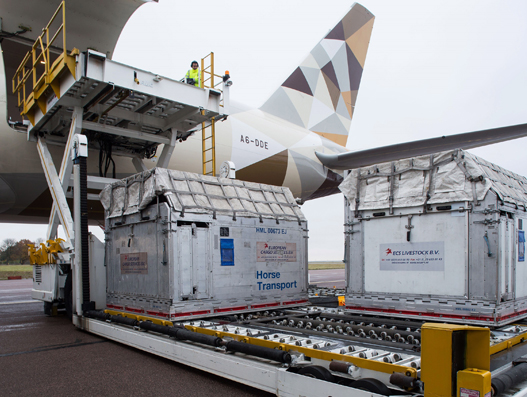 Etihad Cargo transports 72 horses on a single flight