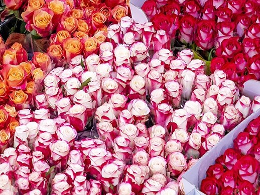 Holland Flower Alliance: Information sharing, packaging key to sustainable air transport of flowers Holland Flower Alliance: Information sharing, packaging key to sustainable air transport of flowers