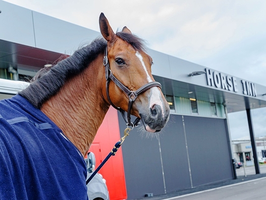 Horse Inn facility at Liege Airport to host 300 LGCT race horse