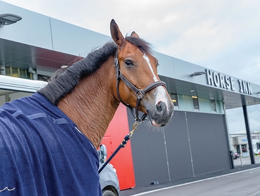 500 horses to make a stop at Liege Airport’s Horse Inn facility ahead of WEG