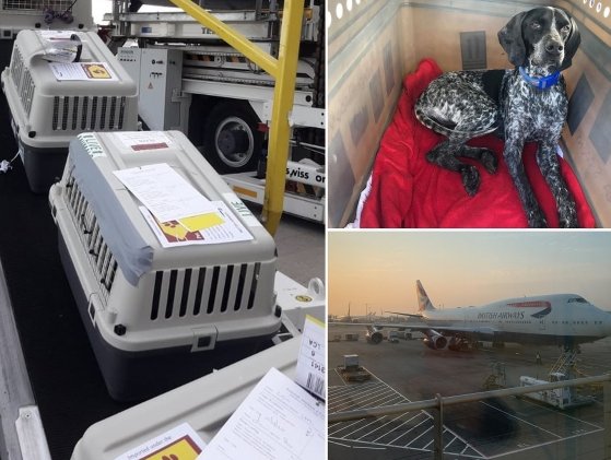 IAG organised special flight for rescue dogs, cats