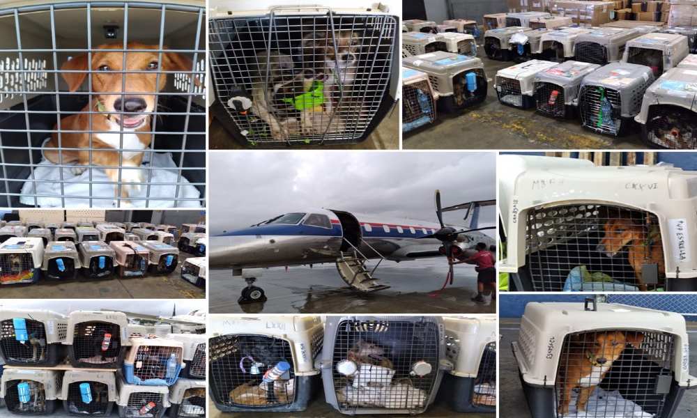 Intradco Global rescues 88 dogs with Save Our Scruff from Costa Rica Intradco Global rescues 88 dogs with Save Our Scruff from Costa Rica