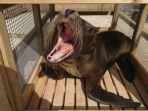 Kerry Logistics arranges first class travel for sea lions from UK to China Kerry Logistics arranges first class travel for sea lions from UK to China