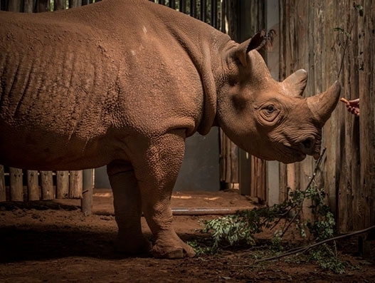 Qatar Airways Cargo transports ‘Eric’, a black rhino to Tanzania