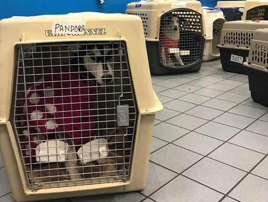 Rescued dogs reach new home via American Airlines Cargo flights Rescued dogs reach new home via American Airlines Cargo flights