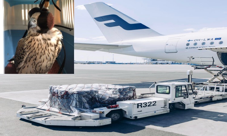 Skyport handles 30 live Falcons at Prague airport