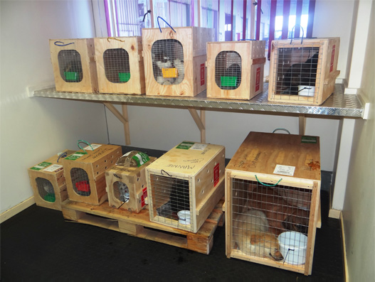 South African Airways Cargo Pet Lounge opens at Cargo ORTIA Terminal