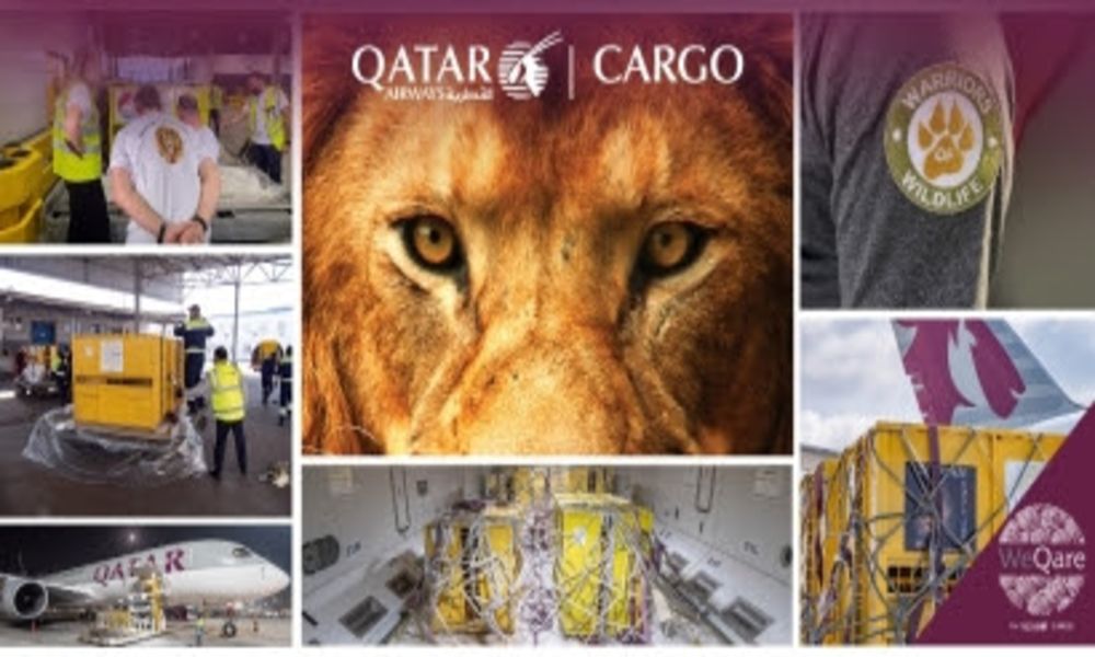 QR Cargo returns seven rescued lions to their natural habitat as part of WeQare programme