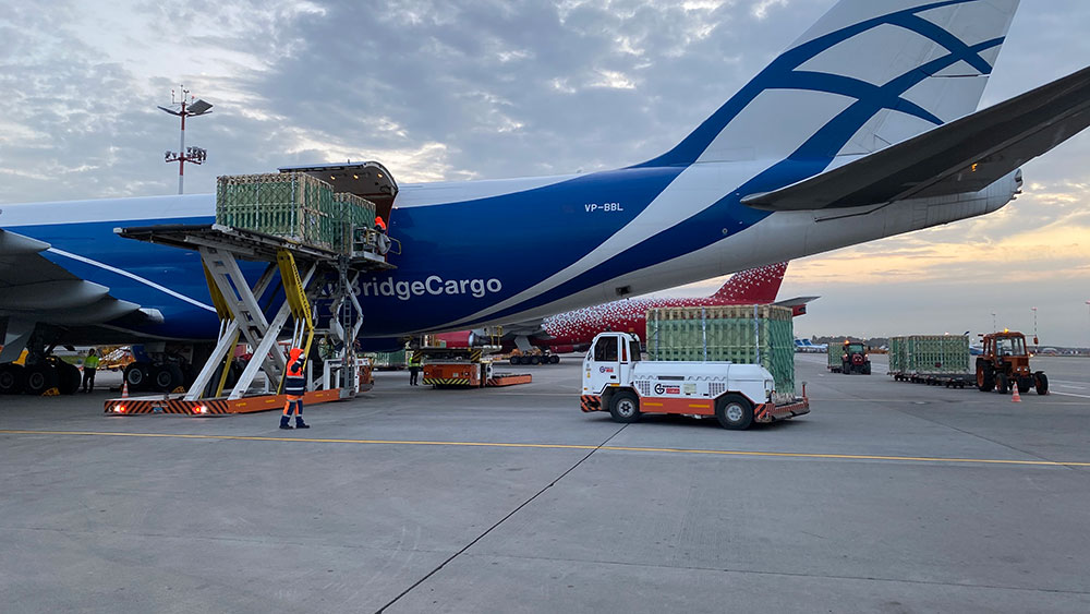 AirBridgeCargo completes first charter flight with elite breeding pigs AirBridgeCargo completes first charter flight with elite breeding pigs