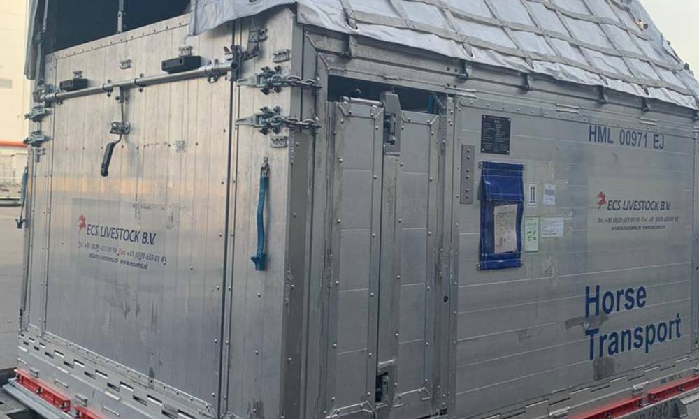 AirBridgeCargo successfully delivers horses from China to Russia AirBridgeCargo successfully delivers horses from China to Russia