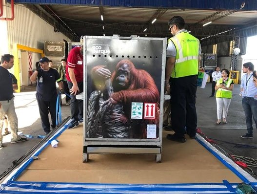 American Airlines Cargo moves orangutan Sandra safely from Argentina to US