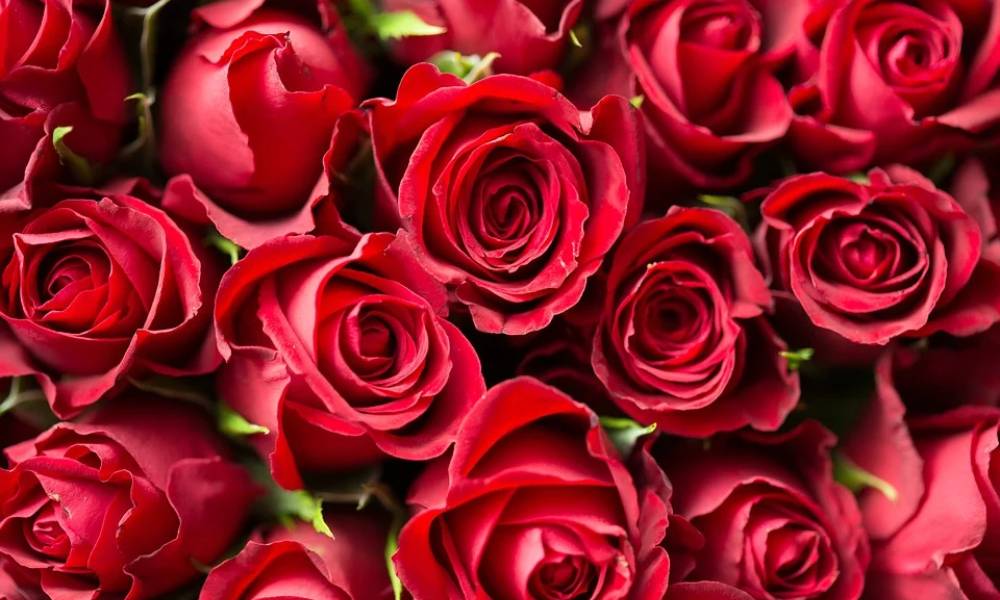 BLR Airport exports 273,000 kilos of roses to 41 destinations