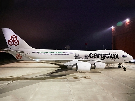 Cargolux delays Beluga whales transportation