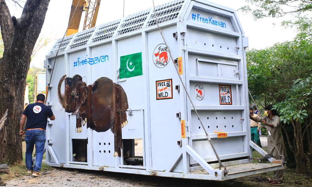 DHL safely relocates the world’s loneliest elephant