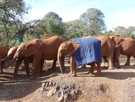 IAG Cargo in charitable transport of blankets for young elephants