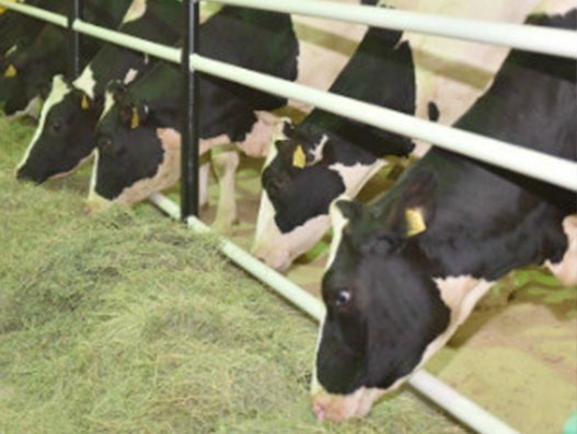 4000 bovines on their way to Qatar to meet its milk demand