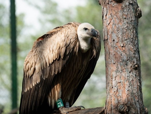 How Turkish Cargo transported Dobrila the endangered griffon vulture