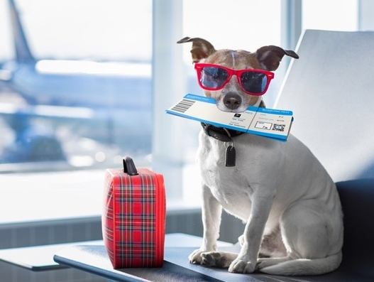 IATA, ATA to push for adoption of CEIV Live Animals programme IATA, ATA to push for adoption of CEIV Live Animals programme