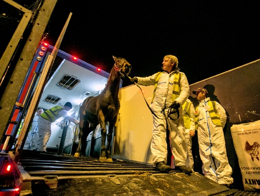 €3m airlift of Irish horses to China from Shannon Airport