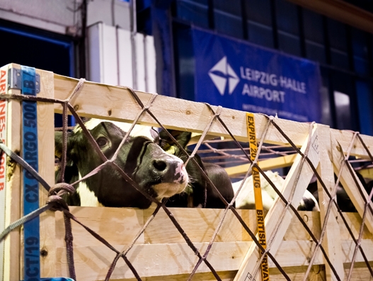 165 cattle transported from Leipzig/Halle Airport 165 cattle transported from Leipzig/Halle Airport