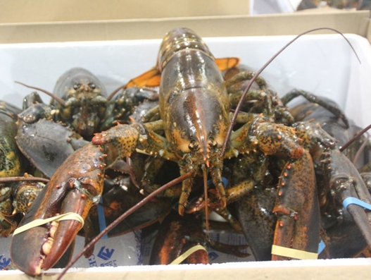 Zhengzhou Airport welcomes charter flight with live lobsters from North America