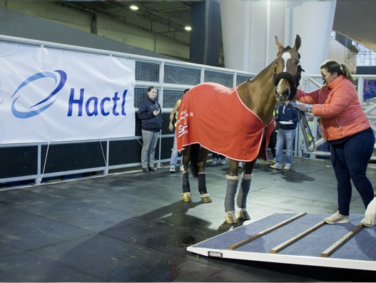 Hactl handles valuable equine for Longines Masters event