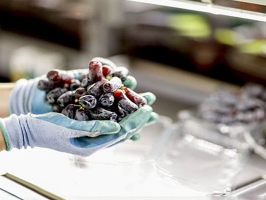 MSC successfully ships table grapes from Spain to Vietnam MSC successfully ships table grapes from Spain to Vietnam